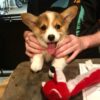 Corgi puppies for sale