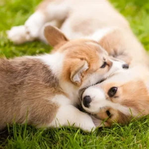 Corgi puppies