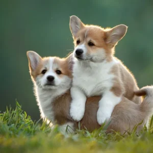 Corgi puppies for sale near me