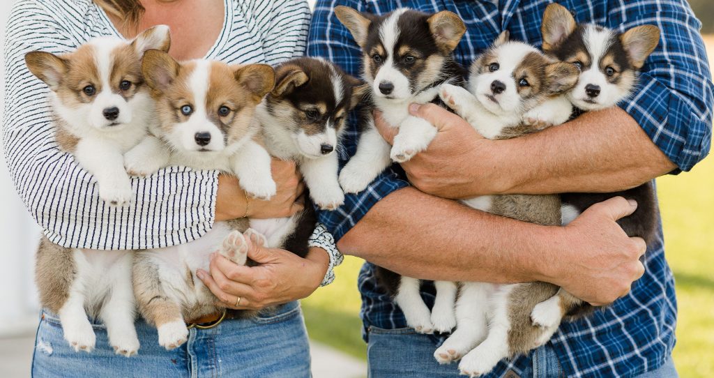 Corgi puppies for sale Corgi puppies for sale