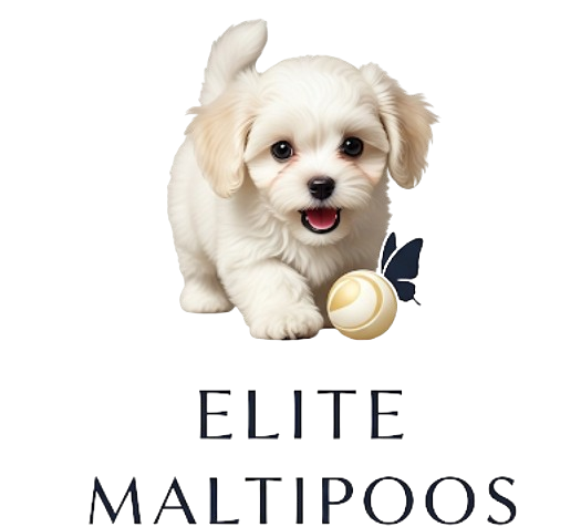 ELITE MALTIPOOS